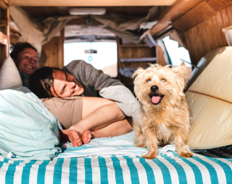 Motorhome Travel with Pets